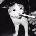 Cat Smoking