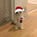 The Christmas Cat