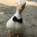 Goose Tie