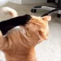 Cat getting beaten