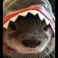 Otter Shark