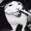 cat smoking but fat