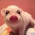 Piglet