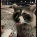 Raccoon 3