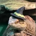 Wizard Lizard