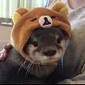 Otter Bear Hat