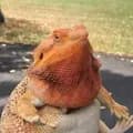 Fat lizard