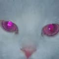 White Cat With Purple Pink Eyes