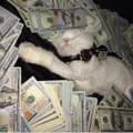 Cat Money