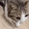 Cat Fall Distorted