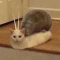 Snailcat