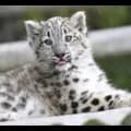 Snow leopard