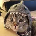 Cat Beanie