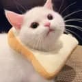 Cat Bread