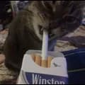 Cig Cat