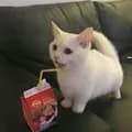 cat slurping juice