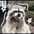 Raccoon 4