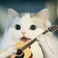 Guitar Cat