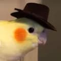 Bird Hat