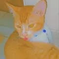 Funny Cat PFP