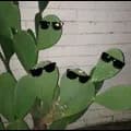 Cool Cactus