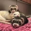 Ferret stack