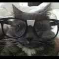 Smart Cat